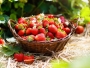 Zalijevajte jagode s ovom smjesom - urod će biti bogatiji a plodovi krupni i sočni