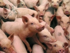 PIK: U požaru stradalo i do 10.000 svinja