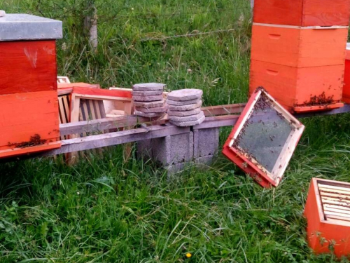 Medvjed u Ripcima uništio tri košnice