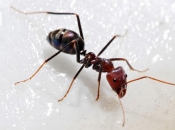 Kako se riješiti mrava na prirodan način