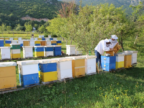 FOTO/VIDEO: Slatka zarada - 700 kila meda Željko proda bez problema