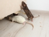 Riješite se miševa u domu uz pomoć WD-40! Evo kako