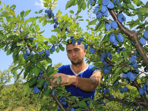 FOTO: Počela berba šljive u Rami