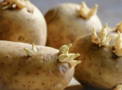 Ovo voće spriječit će klijanje krumpira. Evo kako ih treba pohraniti da ostanu čvrsti do proljeća