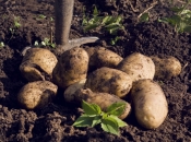 Krumpir: Kada i zašto je dobro pokositi cimu prije berbe