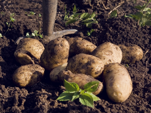 Krumpir: Kada i zašto je dobro pokositi cimu prije berbe