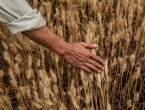 Još nije određen datum za izvoz žita iz Ukrajine