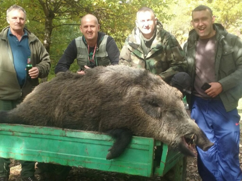 Lovci lovačke sekcije "Lug" ubili divlju svinju tešku 220 kg