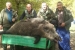 Lovci lovačke sekcije "Lug" ubili divlju svinju tešku 220 kg