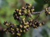 Ovo voće liječi od mamurluka i također se koristi u borbi protiv ovisnosti o alkoholizmu