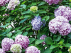 Grešku s hortenzijama mnogi rade u ožujku, zato ljeti nema cvjetova
