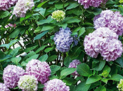 Grešku s hortenzijama mnogi rade u ožujku, zato ljeti nema cvjetova