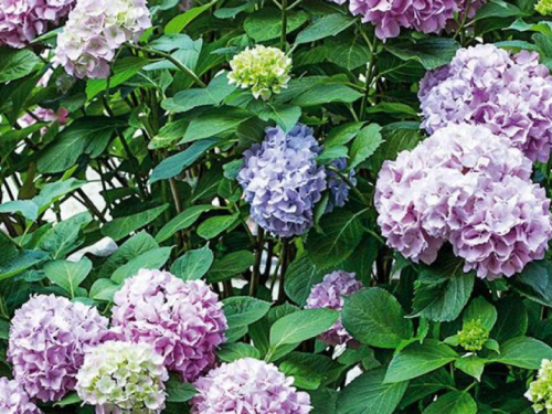 Grešku s hortenzijama mnogi rade u ožujku, zato ljeti nema cvjetova