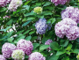 Grešku s hortenzijama mnogi rade u ožujku, zato ljeti nema cvjetova