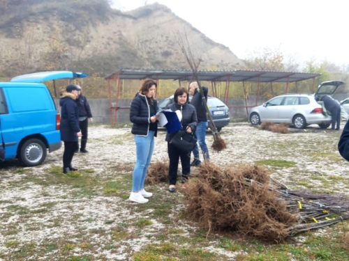 ''Eko plod'' Prozor-Rama podijelio 5.500 sadnica šljive