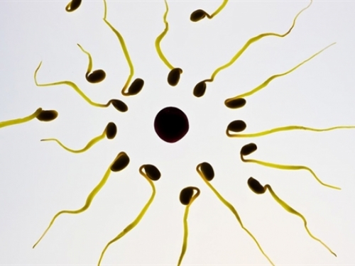 Zbog manjka spermija prijeti nam istrijebljenje vrste