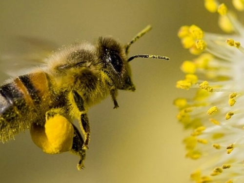 Znanstvenici otkrili tajnu moći malih mozgova pčela