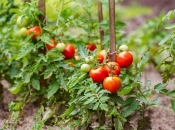 Najbolji način da sačuvate sjeme paradajza za sljedeću godinu