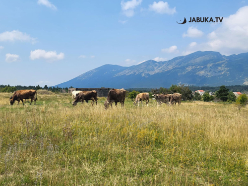 BiH u godini uvezla 4,9 milijuna KM hrane: Izvozimo primarne, uvozimo prerađene proizvode