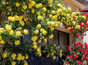 Siječanj je ključno vrijeme za ruže penjačice: pravilna rezidba jamči obilno cvjetanje