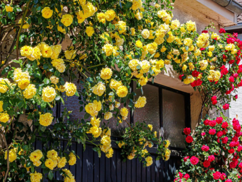 Siječanj je ključno vrijeme za ruže penjačice: pravilna rezidba jamči obilno cvjetanje