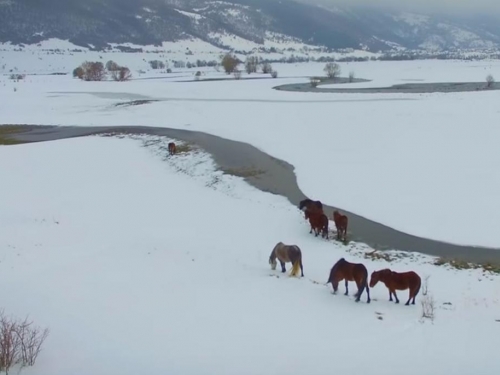 Pogledajte snimak livanjskih divljih konja snimljenih iz zraka