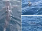 U Makarskoj snimljen morski pas