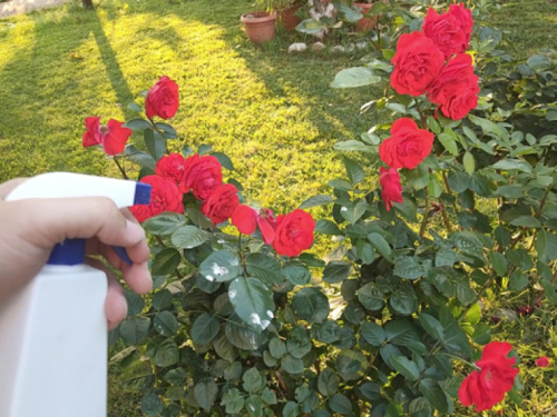Prašak za pecivo kao prirodni saveznik u borbi protiv biljnih uši