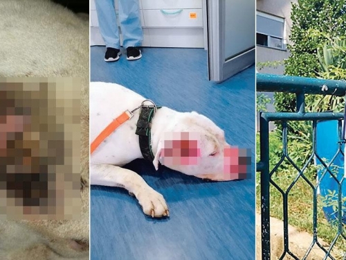 Policajac premlatio psa koji ga je ugrizao kad je ušao u dvorište, vlasnik ogorčen