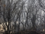 Kiša ugasila požar na Dinari u BiH koji je 20 dana palio sve pred sobom