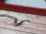 Zaštite okućnicu od zmija: 6 preporuka za odvraćanje