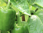 Presađivanje paprike u plastenik: Ključna pravila za ''princezu'' u vrtu