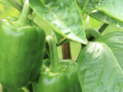 Presađivanje paprike u plastenik: Ključna pravila za ''princezu'' u vrtu
