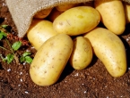 Prvi mladi krumpir stigao na tržnice u Hercegovini