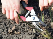 Proljetna rezidba ruža: Zlatna pravila za bujno cvjetanje