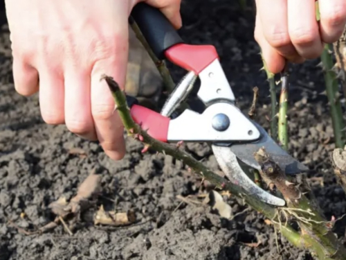 Proljetna rezidba ruža: Zlatna pravila za bujno cvjetanje