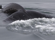 Otkriven razlog masovnog nasukavanja kljunastih kitova