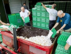 U Njemačkoj i Nizozemskoj pronađeni insekticidi u jajima