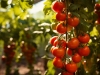 Izbjegavajte najčešće pogreške u uzgoju rajčica i uživajte u obilju