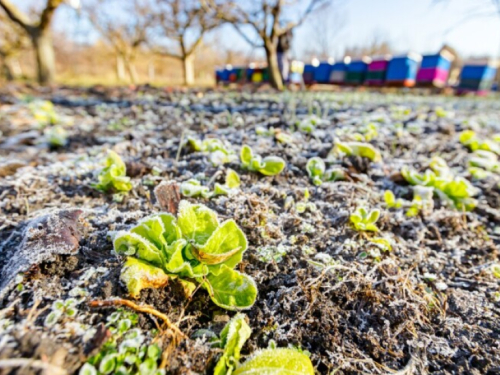 Siječanj u vrtu: Evo što vrtlari ne bi smjeli preskočiti