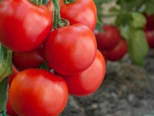 Priprema tla za uzgoj rajčice