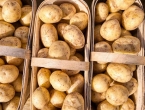 Uzgojite mladi krumpir u plasteniku