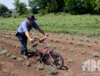 Dosjetljivi Hercegovac: Biciklom okopava sadnice smilja!