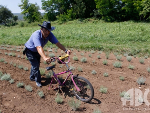 Dosjetljivi Hercegovac: Biciklom okopava sadnice smilja!