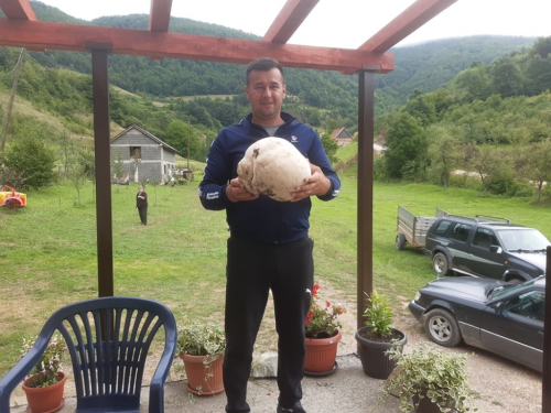 FOTO| David Ramčić iz Uskoplja pronašao gljivu od 4,5 kg