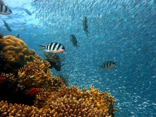 Pronađen veliki koraljni greben u blizini SAD-a