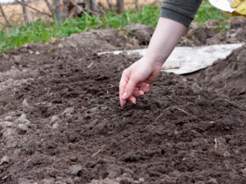 7 savjeta: Što sijati, saditi i raditi u travnju?