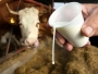 Povećan izvoz mlijeka i mliječnih proizvoda na tržište EU