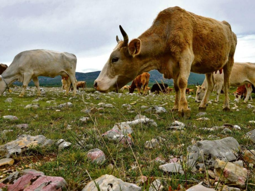 Stočari u proračun Federacije moraju vratiti milijune maraka poticaja