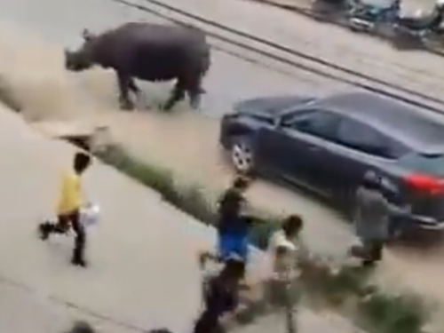 VIDEO: Podivljali nosorog na tržnici ubio jednu osobu